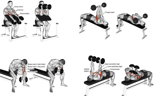 Các Bài Tập Nâng Tạ Đúng Cách